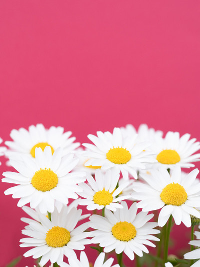 北极花