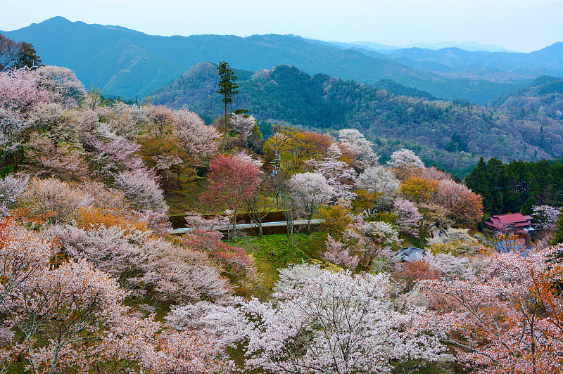 日本奈良数千棵樱花树在吉野盛开