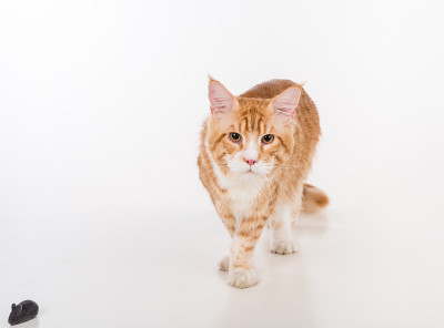 缅因库恩猫。工作室拍摄。