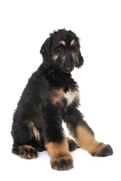 阿富汗猎犬小狗
