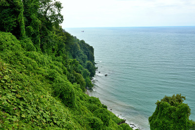 植物园格鲁吉亚巴统海岸黑海海岸