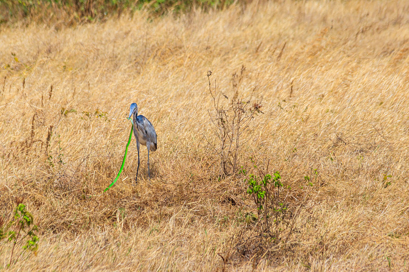 在坦桑尼亚恩戈罗恩戈罗火山口国家公园的干草中，黑头鹭(Ardea melanocephala)正在吃