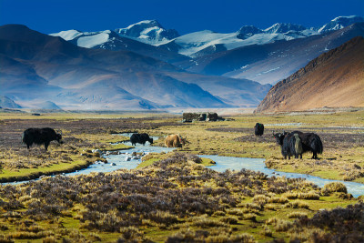 西藏的风景