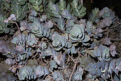 Bryophyllum fedtschenkoi