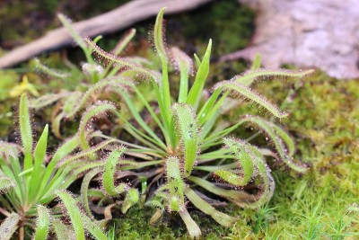“茅膏菜”植物