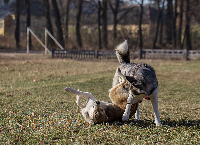 西伯利亚哈士奇犬和莱卡犬。