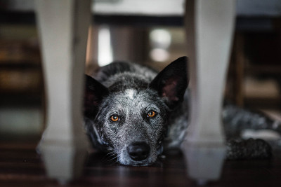 澳洲牧牛犬