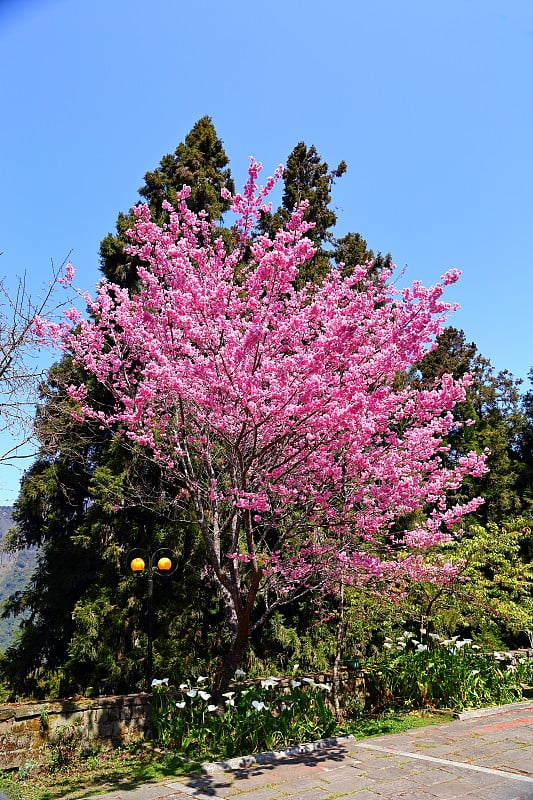 美丽的阿里山国家森林游憩区，位于嘉义阿里山乡，