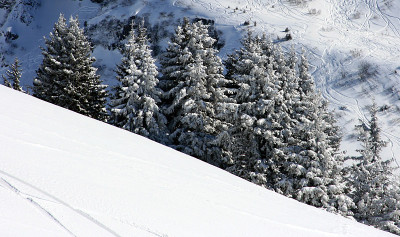 雪下的冷杉