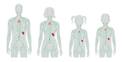 LymphaticSystem