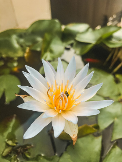莲花