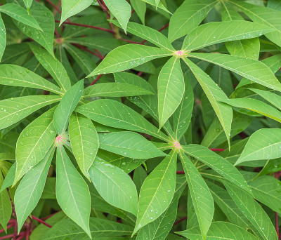 热带木薯叶植物园