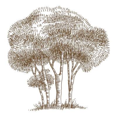 Natural botany park tree icon, hand drawn and outl