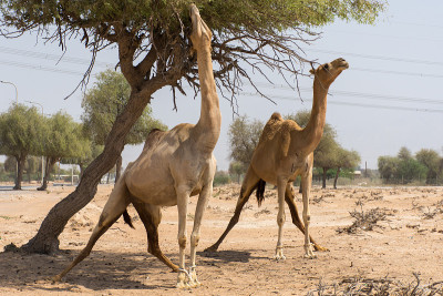 阿拉伯联合酋长国沙漠中的单峰骆驼(Camelus dromedarius)。