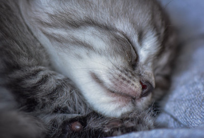 小猫