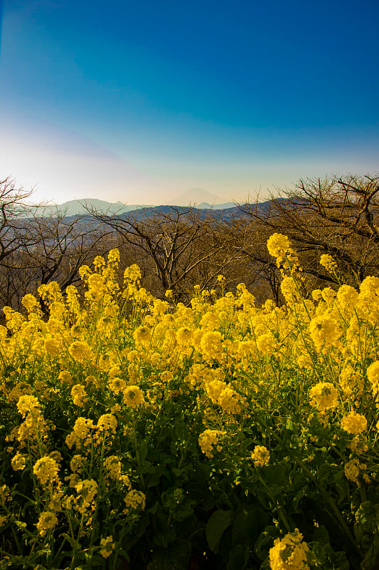 神奈川县首南东真山公园的菜花花园中景