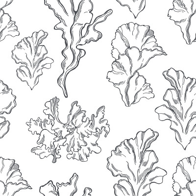 Edible  algae.   Vector  pattern.