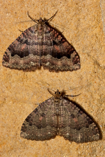 组织蛾(Triphosa dubitata)越冬洞穴