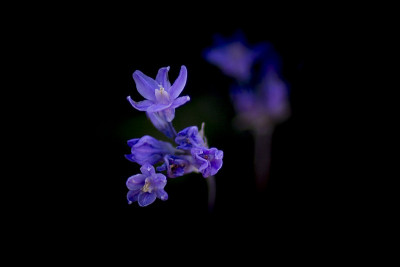 图森的萨比诺峡谷中盛开着蓝色的花朵(双helostemma capitatum)。