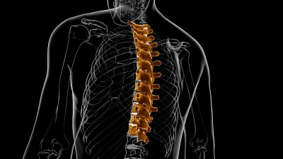 人体骨骼脊柱胸椎解剖3D