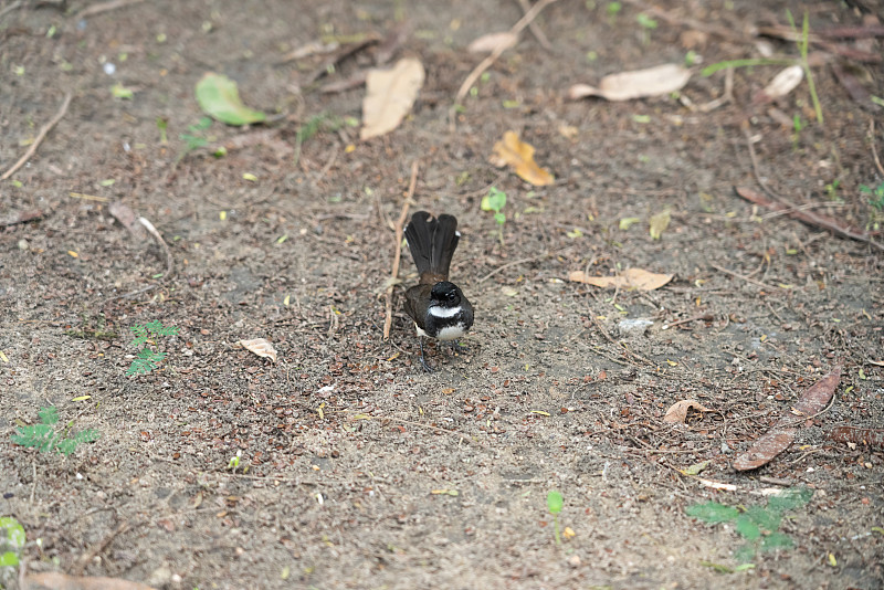 一个东方magpie-robin