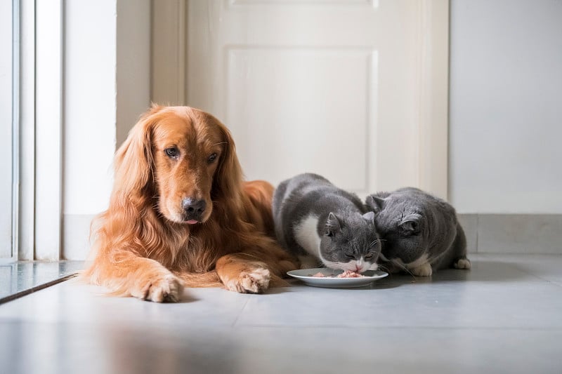 金毛猎犬和英国短毛犬一起吃饭