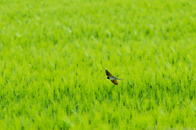 Hirundo rustica