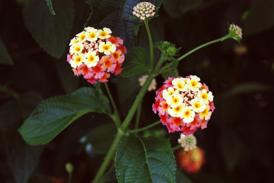 卡马拉Lantana
