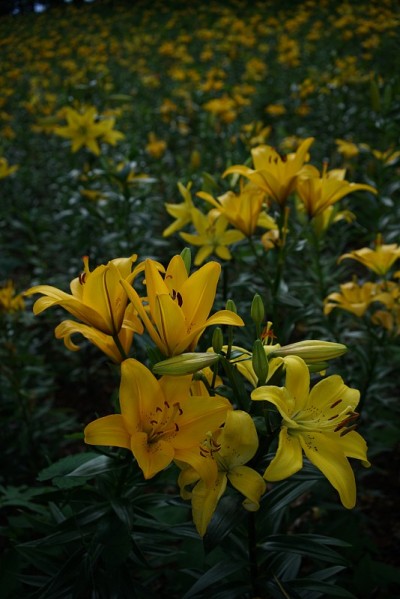 百合‘Lilium maculatum’黄色