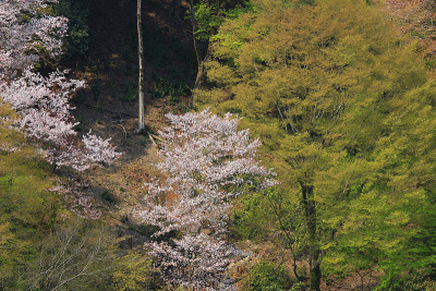 日本京都岚山樱花盛开