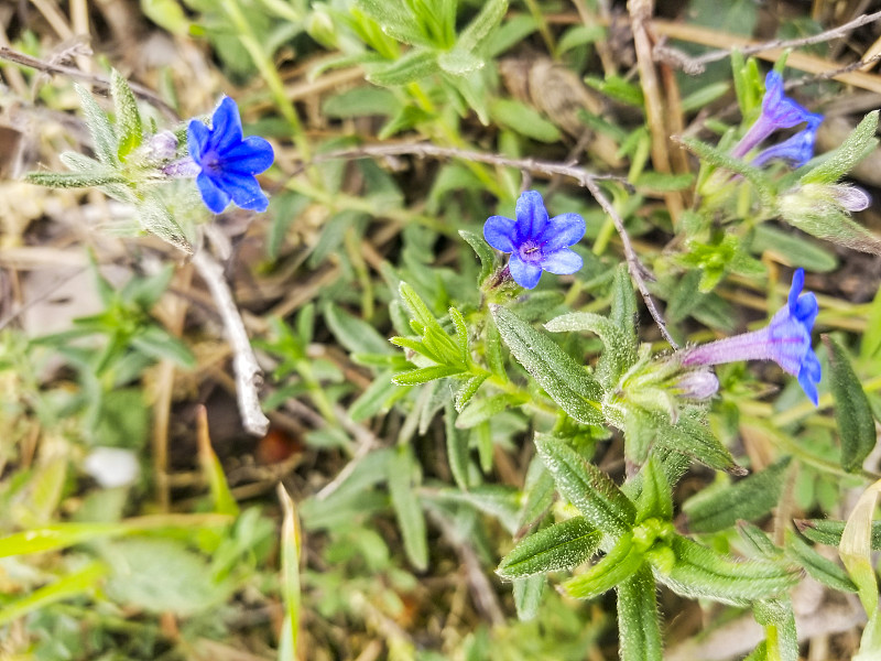 蓝色卡拉斯奎拉的花