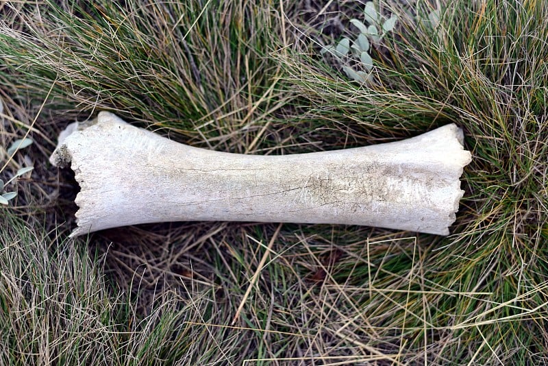 Animal bone on the ground