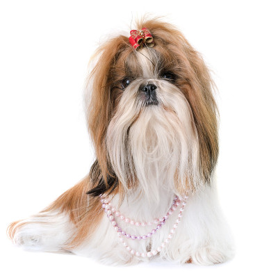 purebred shihtzu