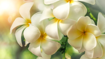 美丽的白色鸡蛋花在夏天的阳光下