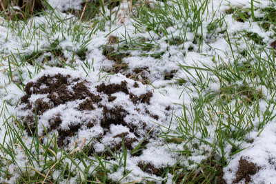 雪中刚隆起的鼹鼠丘。
