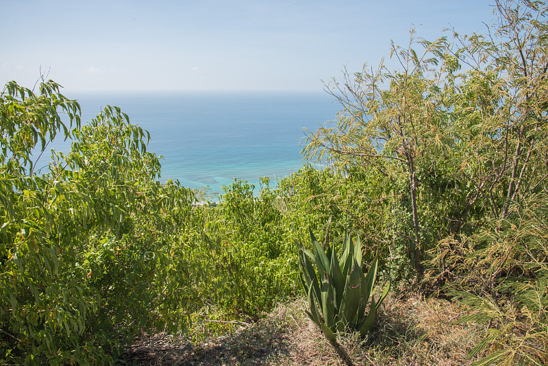 沿海植物和加勒比海海景