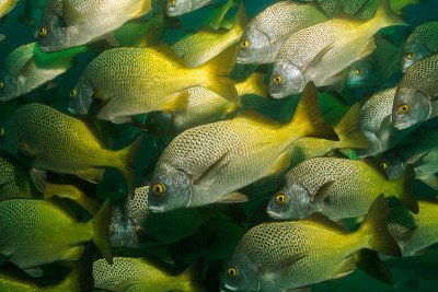 Panamic Porkfish