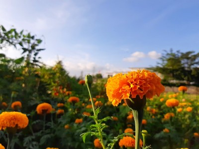 花