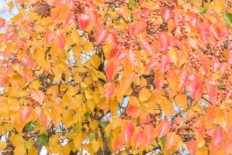 绿色，橙色，黄色，红色的落叶颜色的布拉德福德梨(或Pyrus calleryana)树在美国