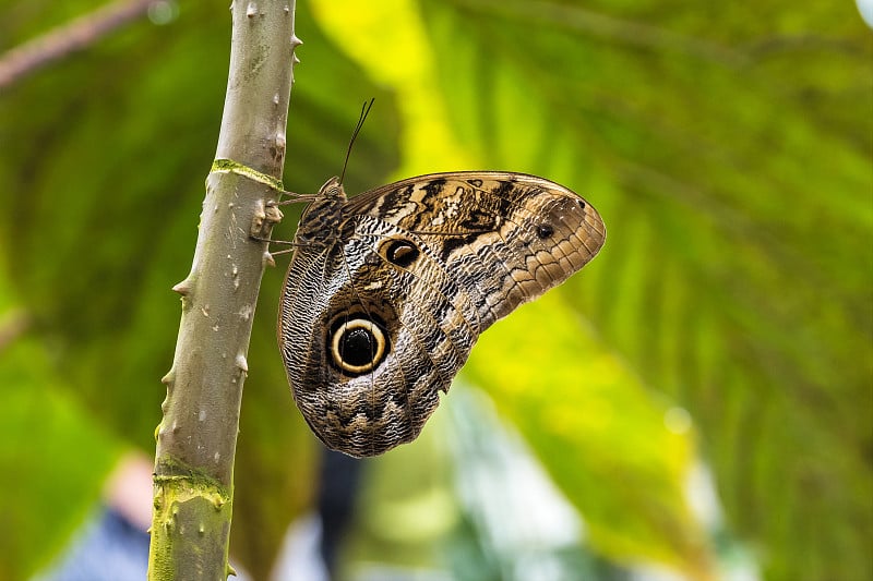 猫头鹰蝴蝶，caligo eurilochus。美丽的棕色的蝴蝶