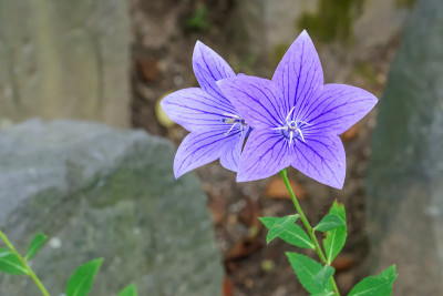 Platycodon grandiflorus