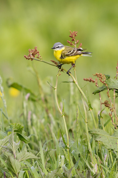 黄鹡鸰（Motacilla flava）