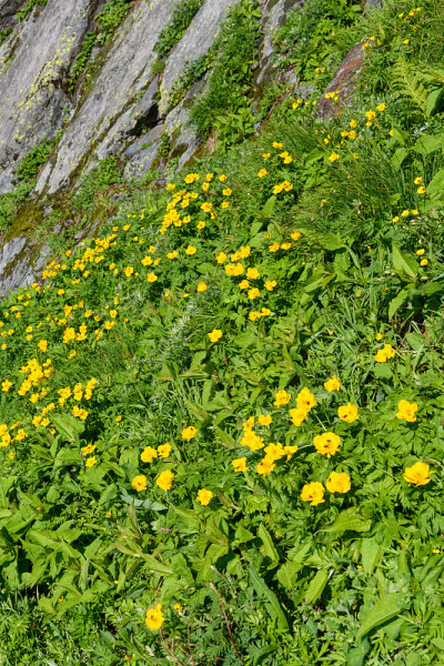 Kitadake山的高山植物花田