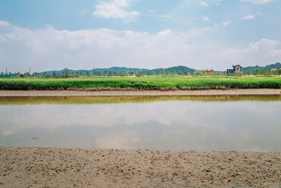 安山芦苇沼泽公园的夏天在安山，韩国