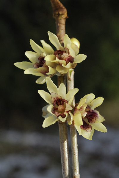Chimonanthus praecox