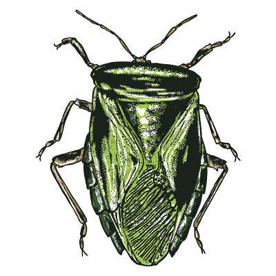 Color insects beetle bug. Colourful species in vin