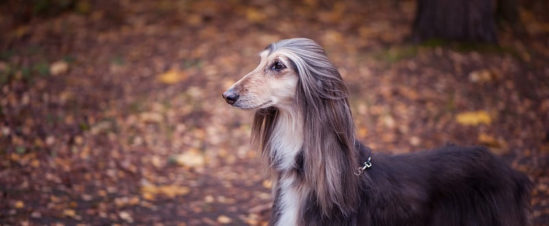 狗，华丽的阿富汗猎犬在秋天的森林背景下，文字空间，色调为红色