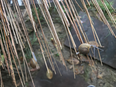 花园里的蜗牛
