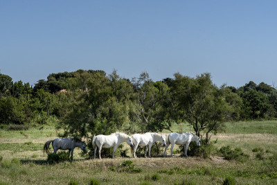 Camargue horses