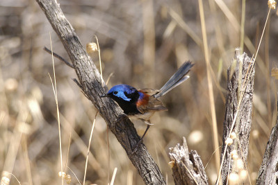 斑叶Fairy-wren